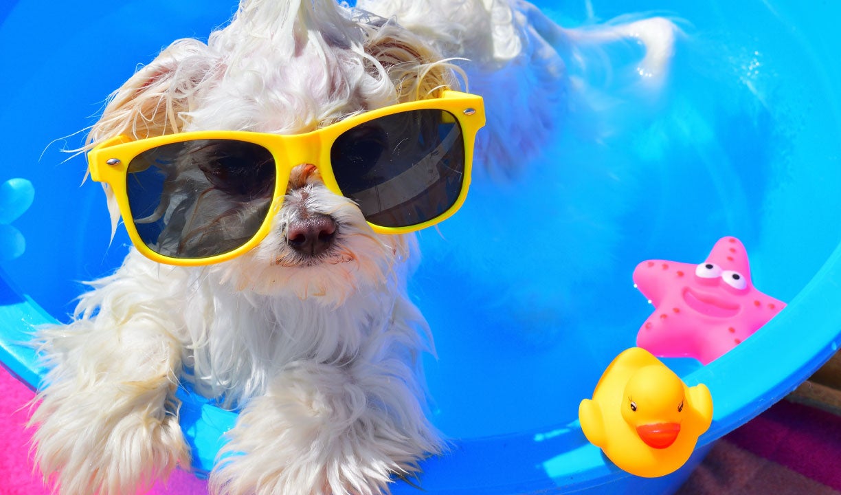 small dog in pool with sunglasses.