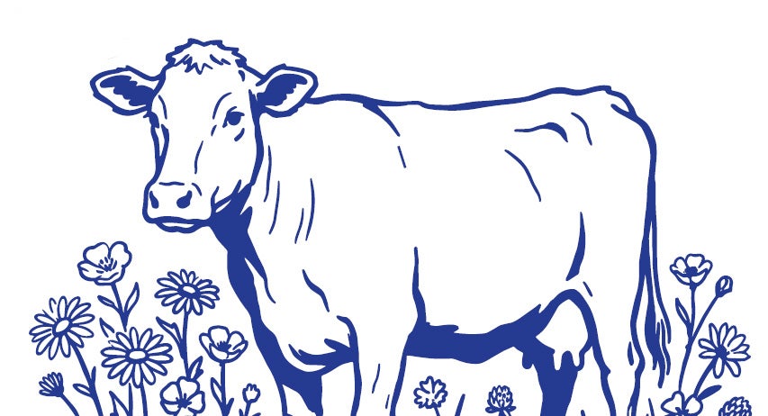 Cows of DeKalb County
